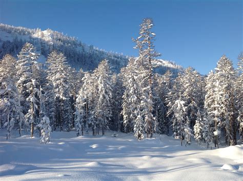 Fondos De Pantalla Pinos Cubiertos De Nieve Bajo Un Cielo Azul Durante