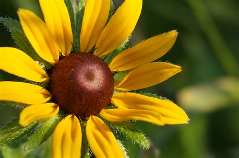 Fotos gratis naturaleza prado pétalo botánica amarillo flora