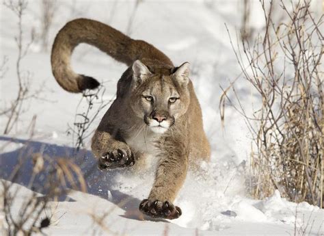 Awesome Shot Of A Puma In Bozeman Montana Majestic Animals Animals