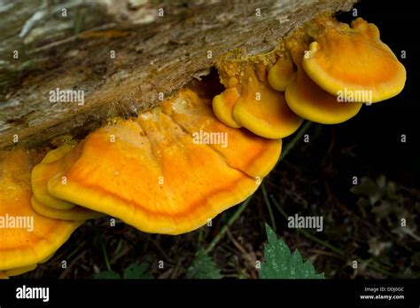 Yellow Fungus Growing On Rotting Log Stock Photo Alamy