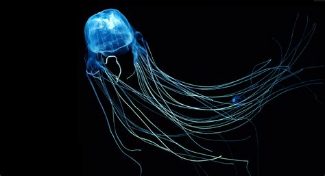 Australian Box Jellyfish Wallpaper