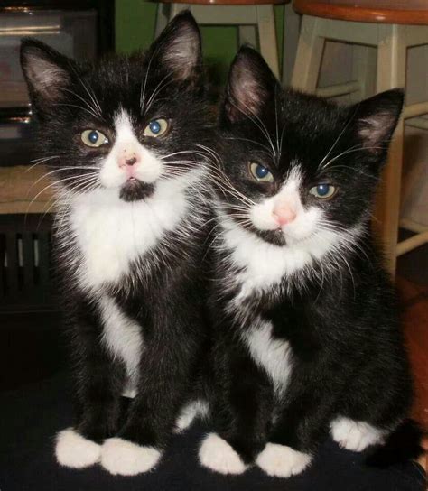 Two Cute Black White Kittens Kittens And Puppies Cute Cats And