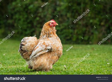 645 Pekin Bantam Images, Stock Photos & Vectors | Shutterstock