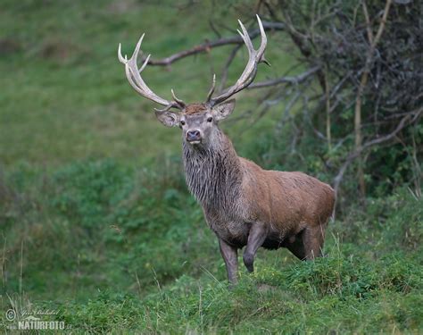 Red Deer Photos Red Deer Images Nature Wildlife Pictures Naturephoto