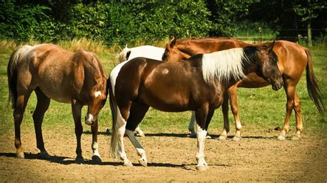 Understanding Your Horses Behaviour