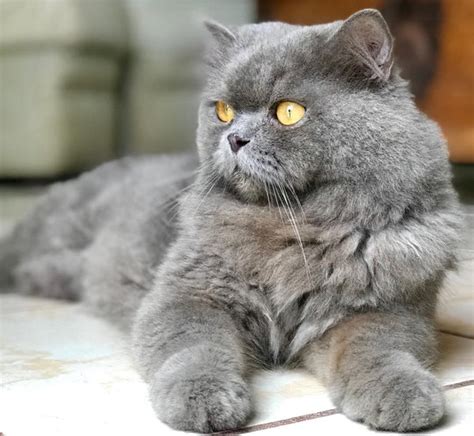 Blue Persian Cats