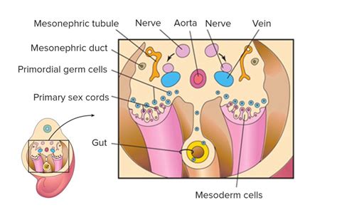 Gametogenesis Concise Medical Knowledge