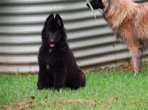 BelginOz & Dalibel Belgian Shepherds