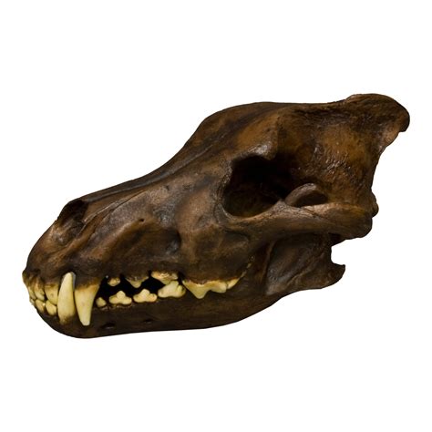 Replica Dire Wolf Skull — Skulls Unlimited International Inc