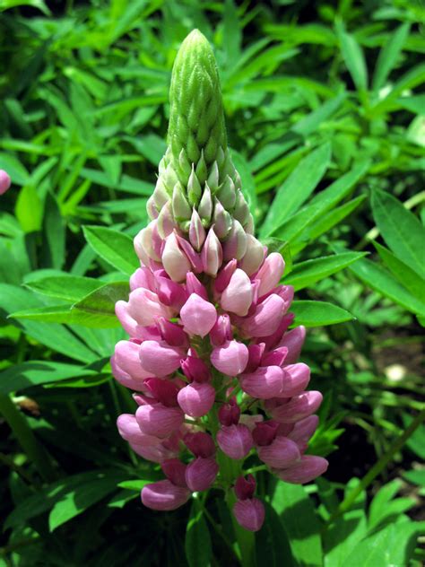 How To Grow Lupin Growing Lupine Flowers Lupin Plant Care Naturebring