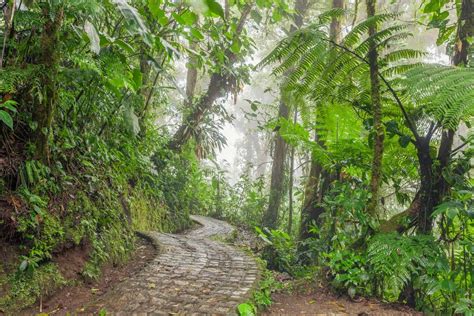 18 Things To Know Before Visiting Monteverde Cloud Forest