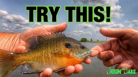 Bluegill Fishing Tips How To Locate And Catch BIG Bluegill CATCH