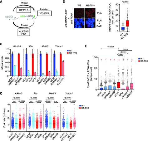 Impairing M A Demethylase Activity In H Tko Cells Decreases Lncrna