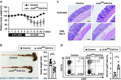 Dss Induced Colitis Is Exacerbated In Junb Fl Fl Cd Cre Mice A