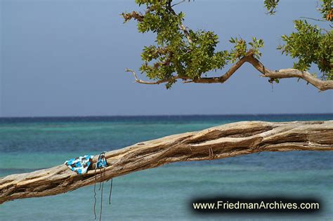 Bikini On Tree The Friedman Archives Stock Photo Images By Gary L Friedman