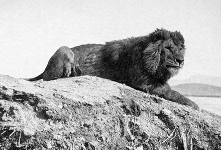 Barbary lion - Wikipedia