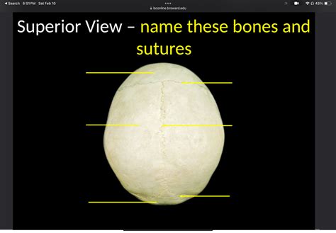 Superior View Name These Bones And Sutures Diagram Quizlet