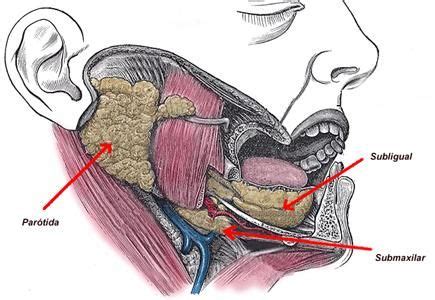 Glándulas salivales funciones tipos enfermedades Glándula salival