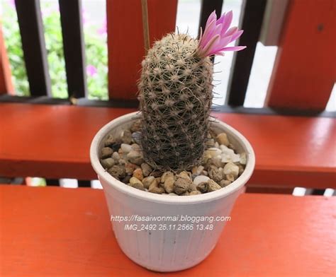 Bloggang Mammillaria