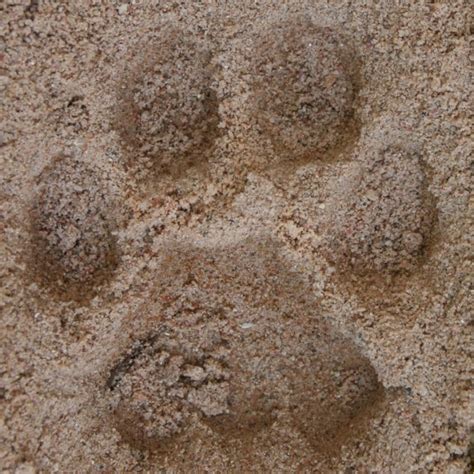 Mountain Lion Tracks Naturetracking