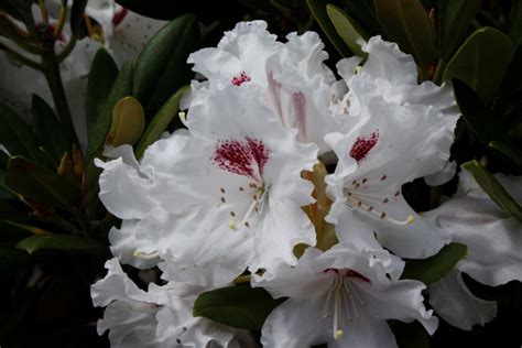 Rhododendron Tiana Kilmarnock Nurseries