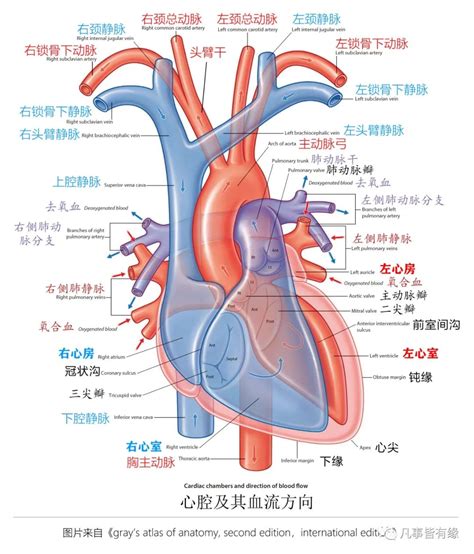 收藏漂亮的肺部解剖 水平 下叶 上叶 右肺 解剖 健康界