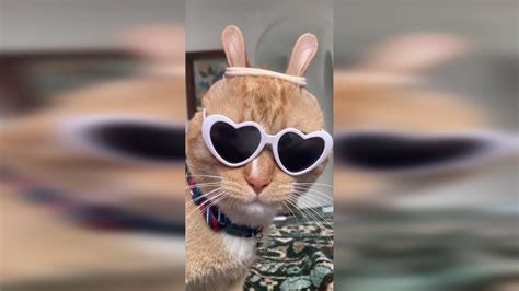 Funny Cute Cats Tiktok Compilation 2 Смешные милые коты Tiktok подборка 2 Youtube