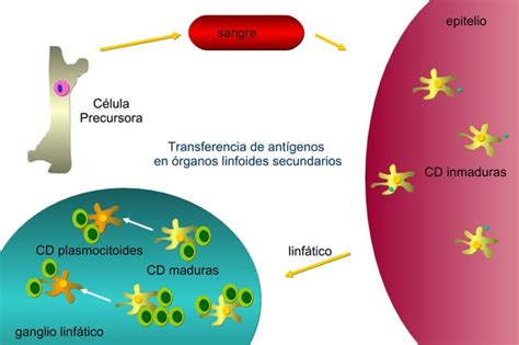 Clase Células Presentadoras de Antígenos y su función PPT