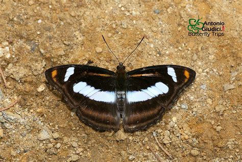 Athyma Cama Thai Butterfly Trips