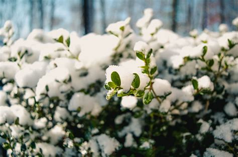 Prepare Your Landscape & Gardens For Winter: Bucks County - Eastern ...