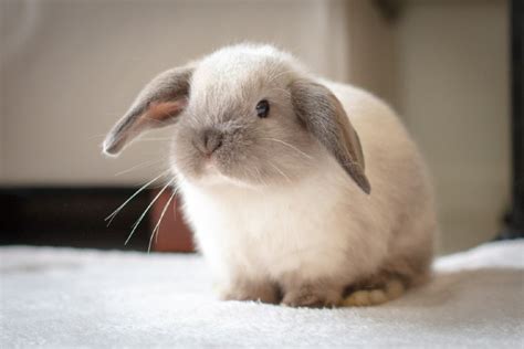 10 Most Affectionate Rabbit Breeds (With Info & Pictures) | PangoVet