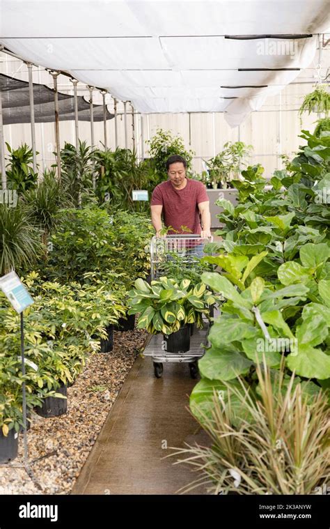 Senior Customer With Trolley Of Plants In Garden Center Stock Photo Alamy