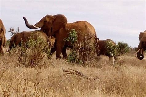 Tripadvisor Safari Tsavo Oost Nationaal Park 2 Dagen 1 Nacht