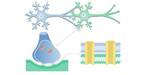 Brain Synapses Diagram