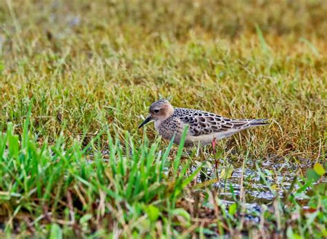 Photo Of The Week Buff Breasted Sandpiper Long Distance Traveler Lireo Designs