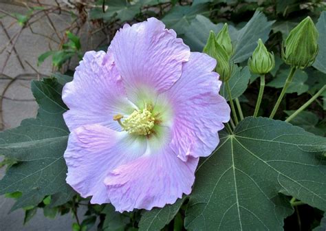 Hibiscus Mutabilis Exotic Desert Gardening