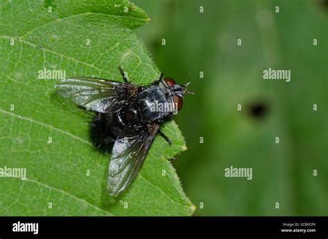 Tachinid Fly, Family Tachinidae Stock Photo - Alamy