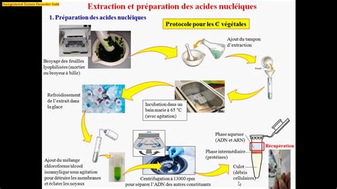 Tapes De L Extraction D Adn Et Pcr Youtube