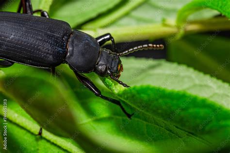 Darkling Beetle Coleoptera Carabidae Insects In Nature Mealworm