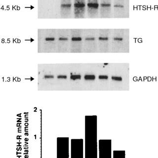 Expression Of The Human Wild Type Or Mutant Tsh Receptors In Rat