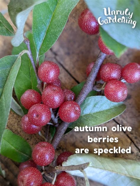 Foraging & Identifying Autumn Olive Berries (+lookalikes!) - Unruly Gardening