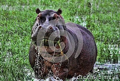 Angry Hippopotamus In Africa Stock Photography - Image: 14178512