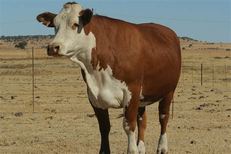 Know Your Cattle The Braford Breed