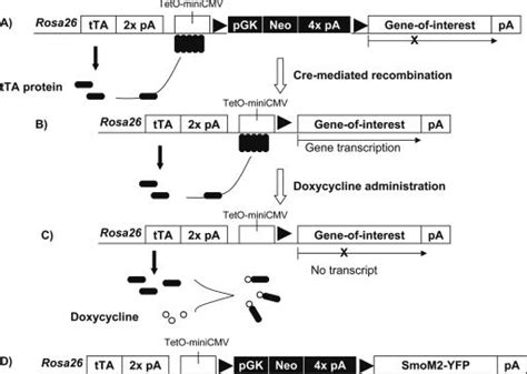 Cre Loxp And Tetracycline Dependent Gene Expression In Rosa26 Locus