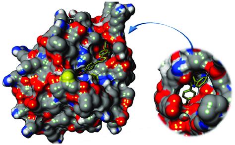 D Surface Representation Of The Predicted Binding Mode Of C To The