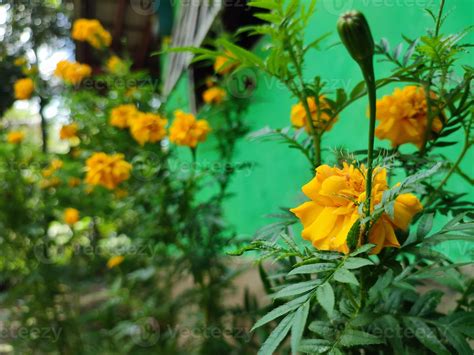 Tagetes Erecta El Azteca Maravilla Mexicano Maravilla Grande Maravilla