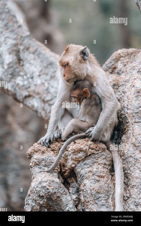 Macaque Monkeys And Baby Monkey In Phetchaburi Thailand Asia Stock