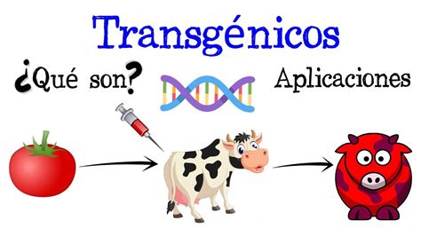 💉¿qué Son Los Transgénicos Ejemplos Y Aplicaciones🍅 [fácil Y Rápido] BiologÍa Youtube