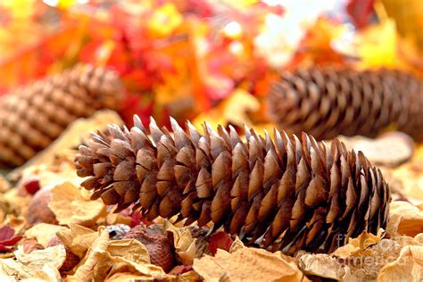 Pine Cone on Fall Forest Floor Photograph by Olivier Le Queinec - Fine Art America