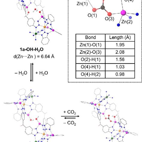 A Zn···zn Pocket Regions Of The Dft Optimized Structures Of 1a Oh H 2 Download Scientific